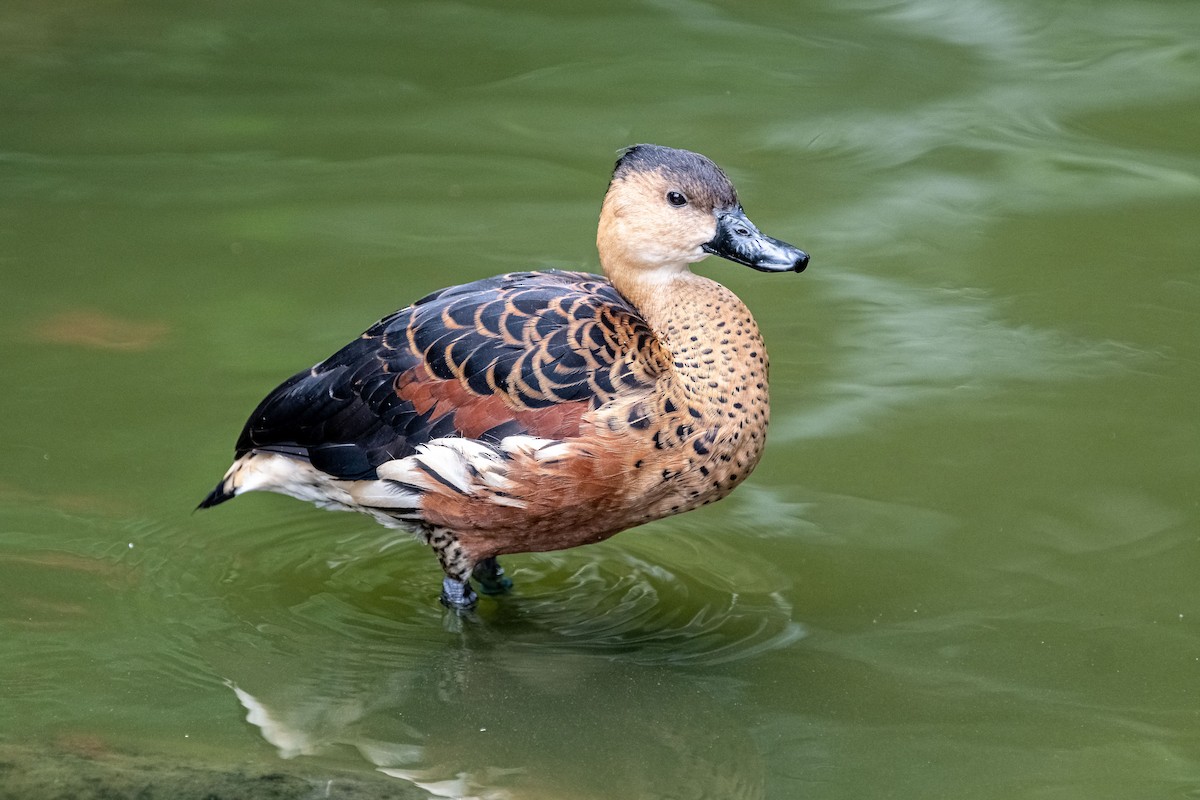 Wandering Whistling-Duck - Balaji P B