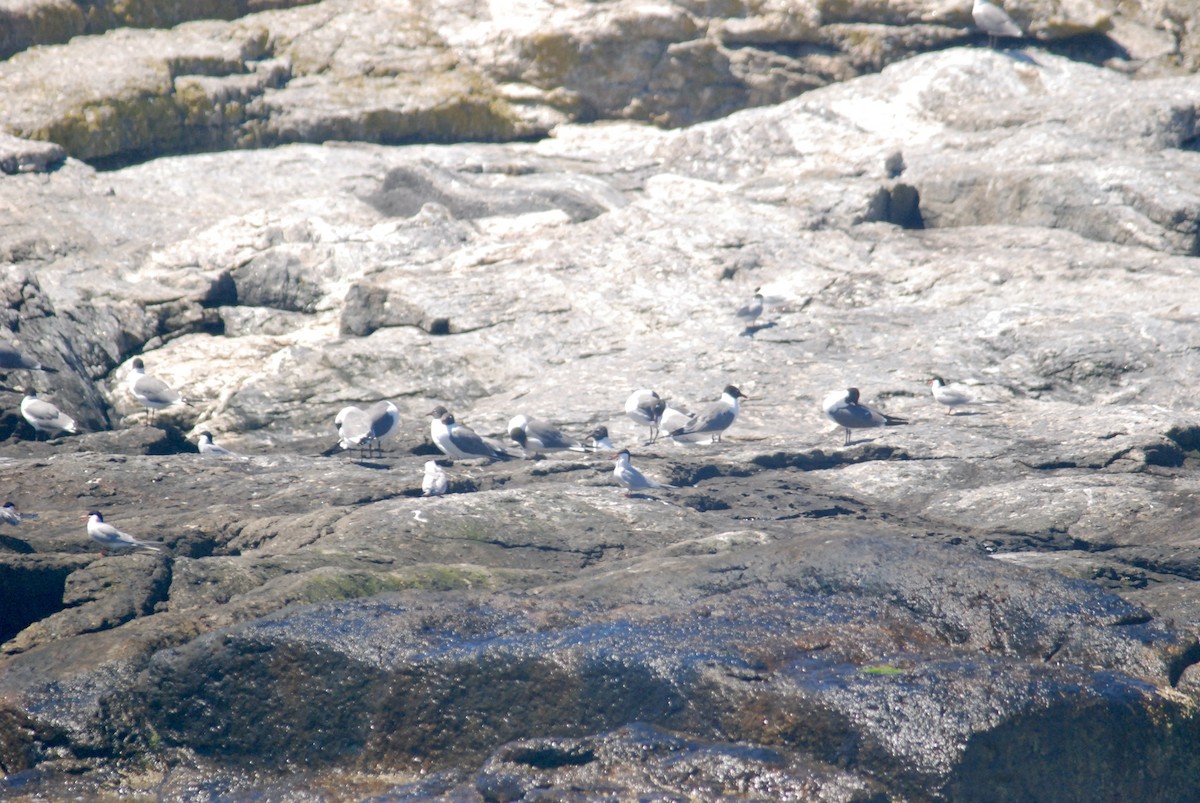 Laughing Gull - ML619597164