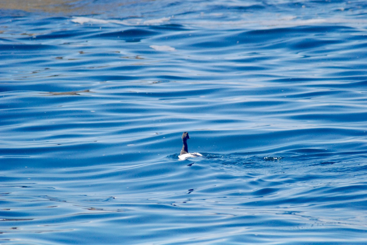 Common Eider - Sebastian Martinson