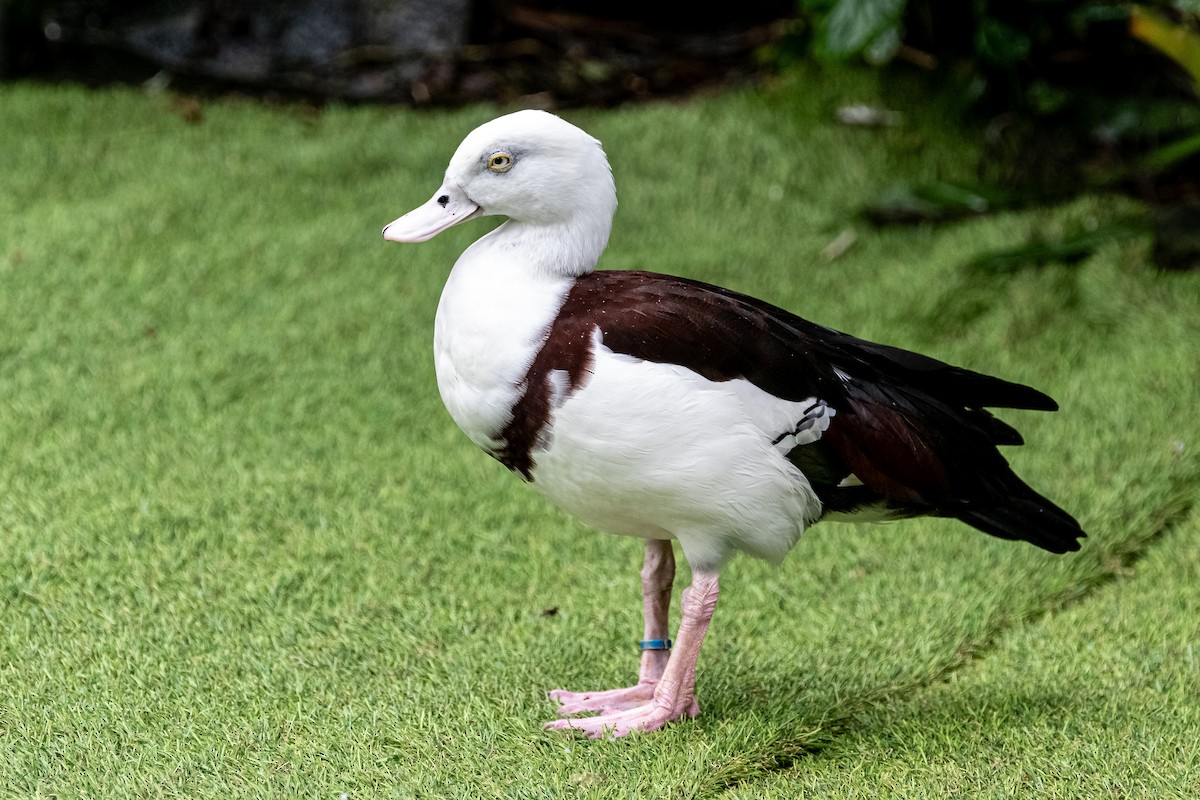 Radjah Shelduck - Balaji P B