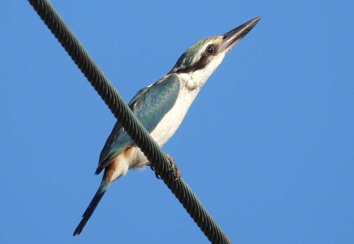 Red-backed Kingfisher - Greg and Georgie Shaw