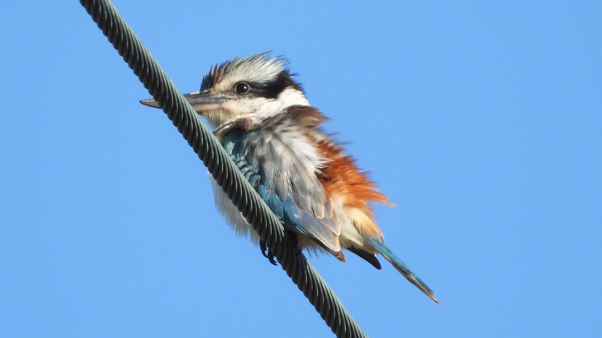 Red-backed Kingfisher - Greg and Georgie Shaw