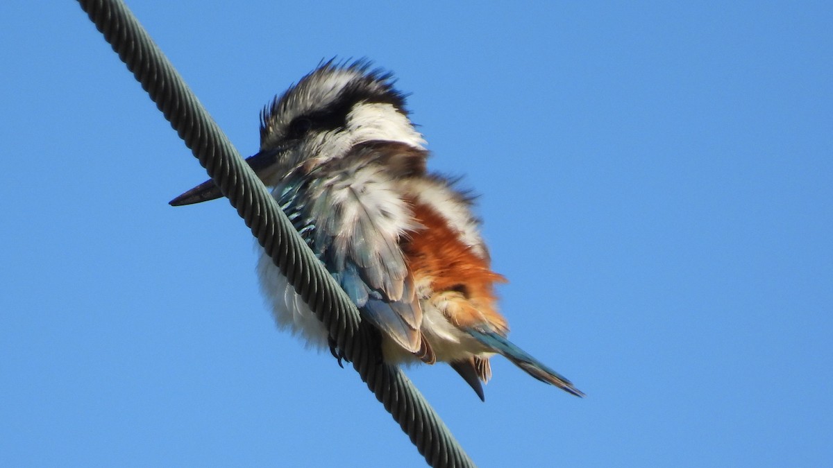 Red-backed Kingfisher - Greg and Georgie Shaw