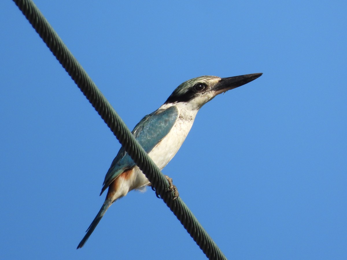 Red-backed Kingfisher - Greg and Georgie Shaw