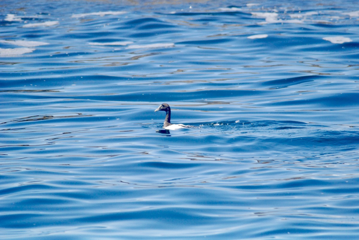 Common Eider - Sebastian Martinson