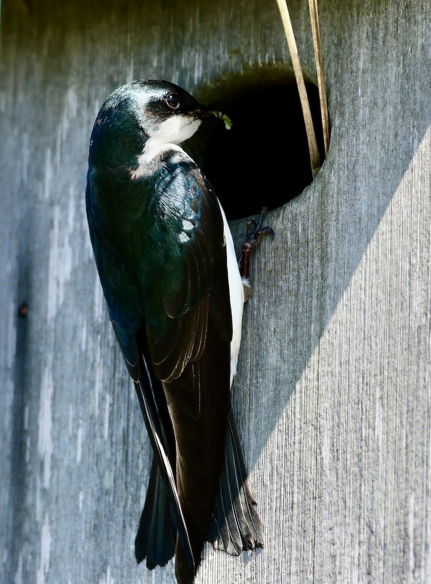 Tree Swallow - Lisa Goodwin