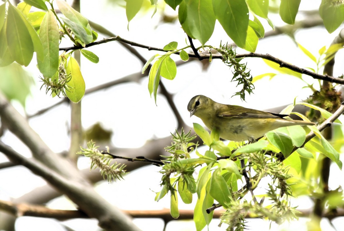 Tennessee Warbler - Monique Maynard