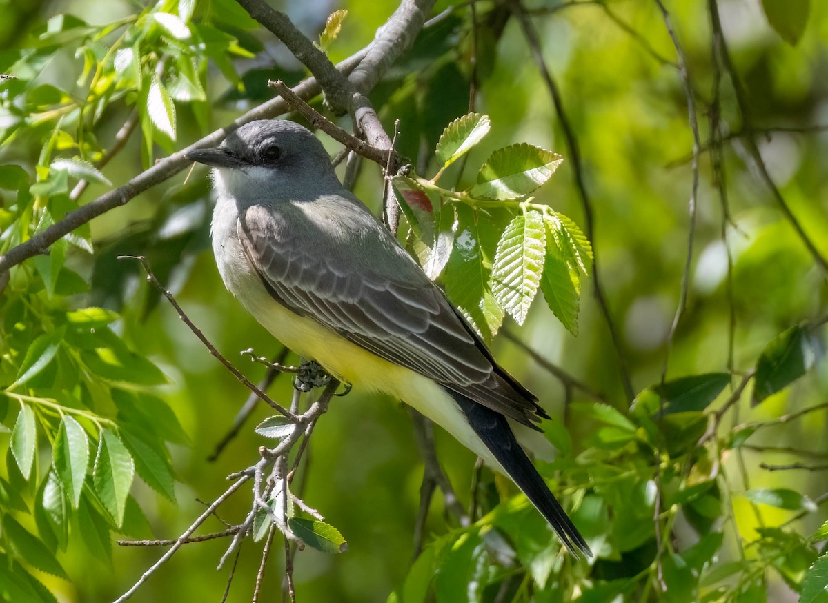 Cassin's Kingbird - ML619597200