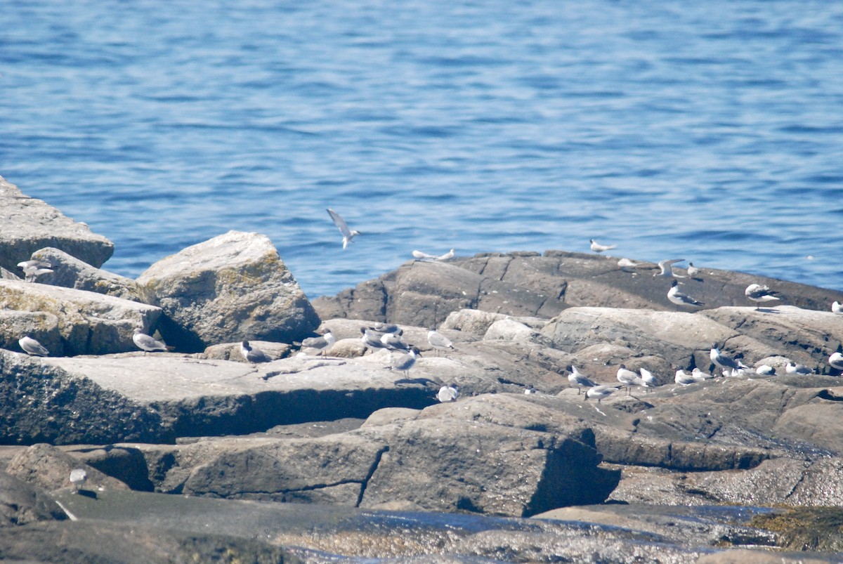 Common Tern - Sebastian Martinson