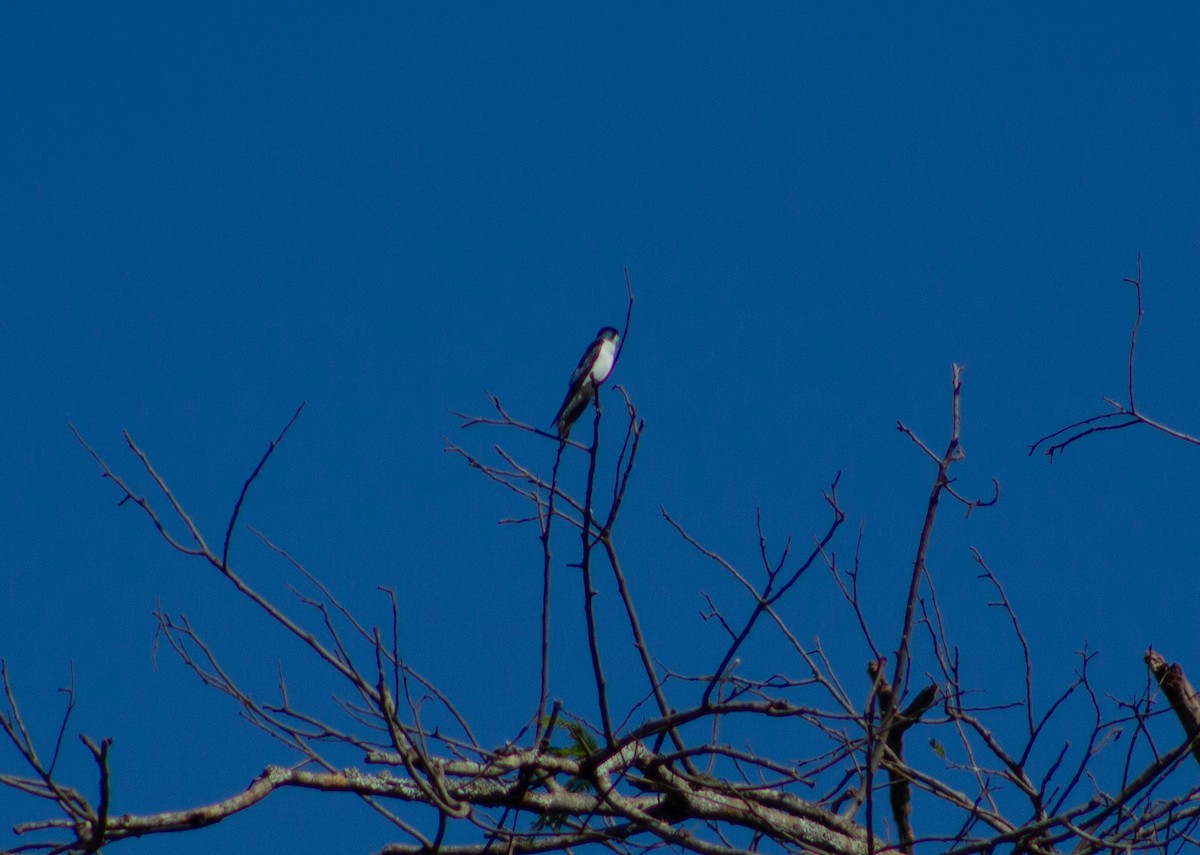 swallow sp. - Andreia Mamedes