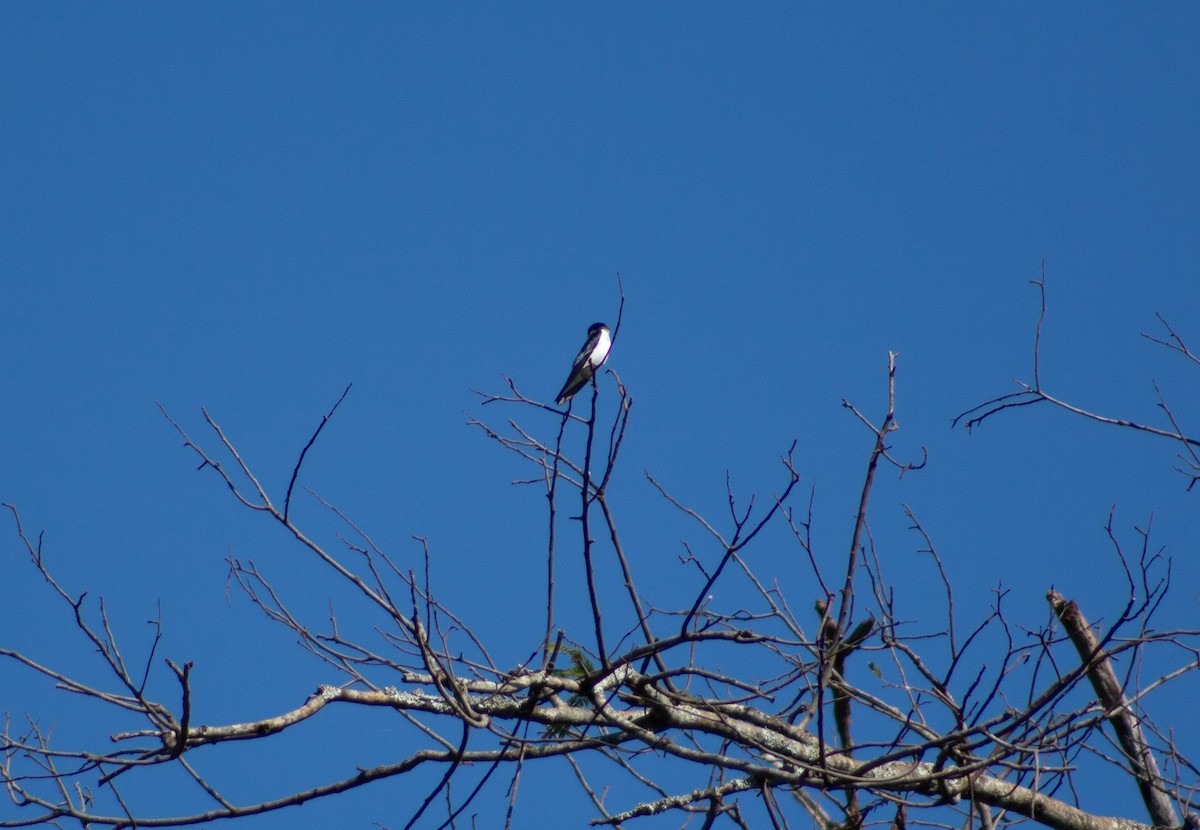 swallow sp. - Andreia Mamedes