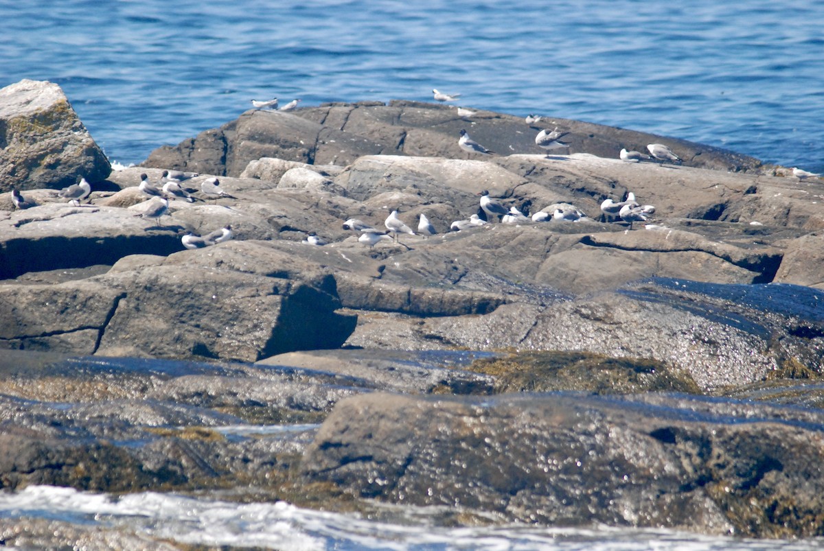 Laughing Gull - Sebastian Martinson