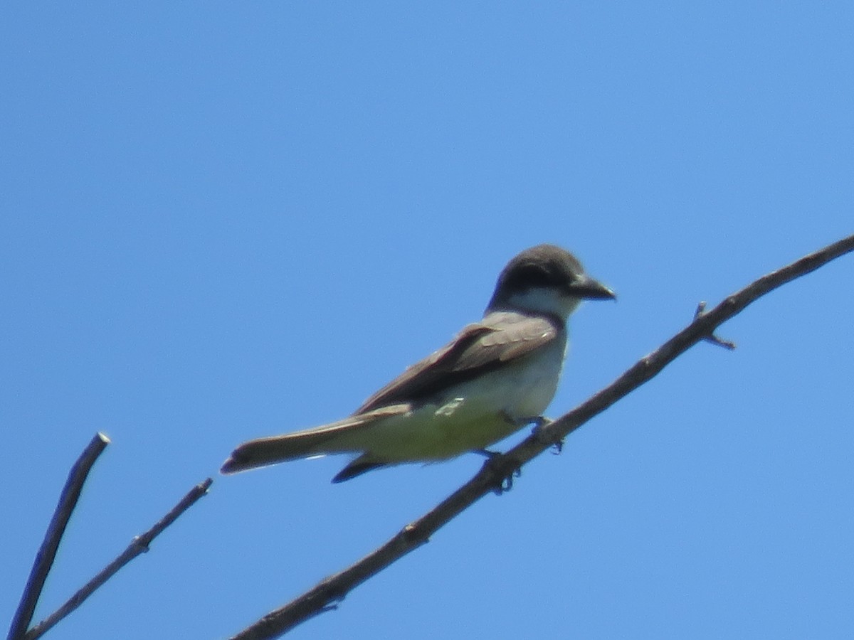 Thick-billed Kingbird - Anonymous