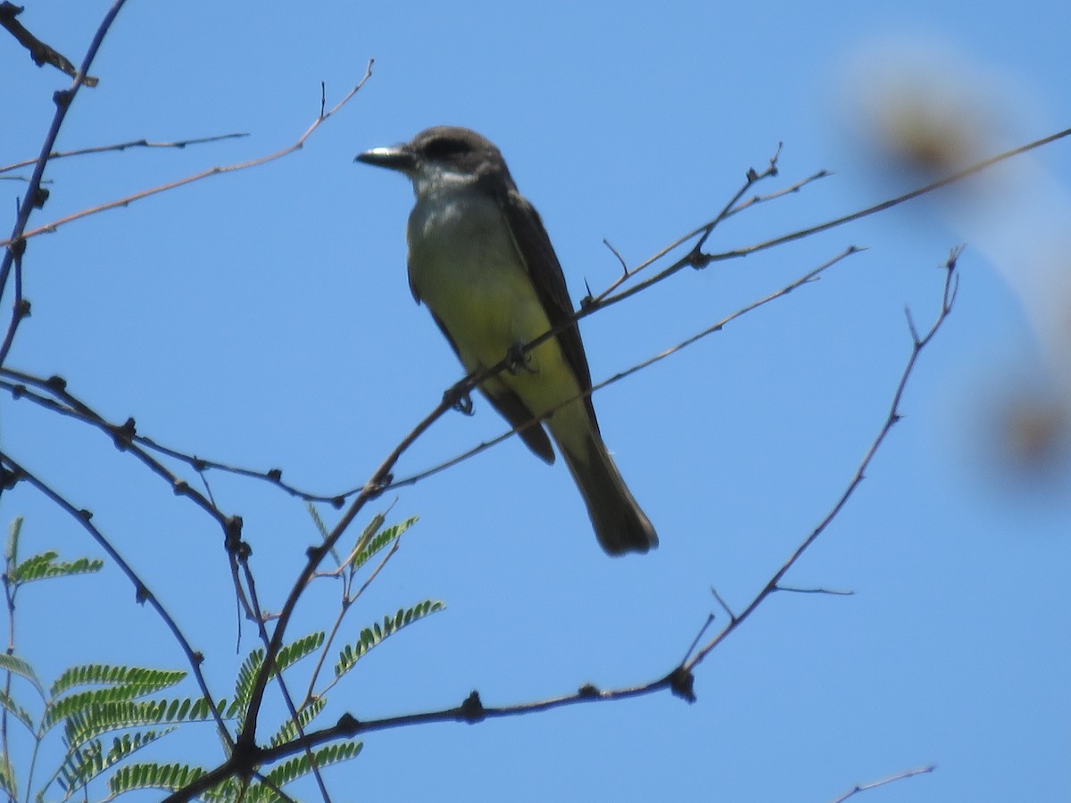 Thick-billed Kingbird - Anonymous