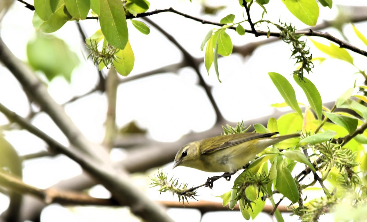 Tennessee Warbler - Monique Maynard