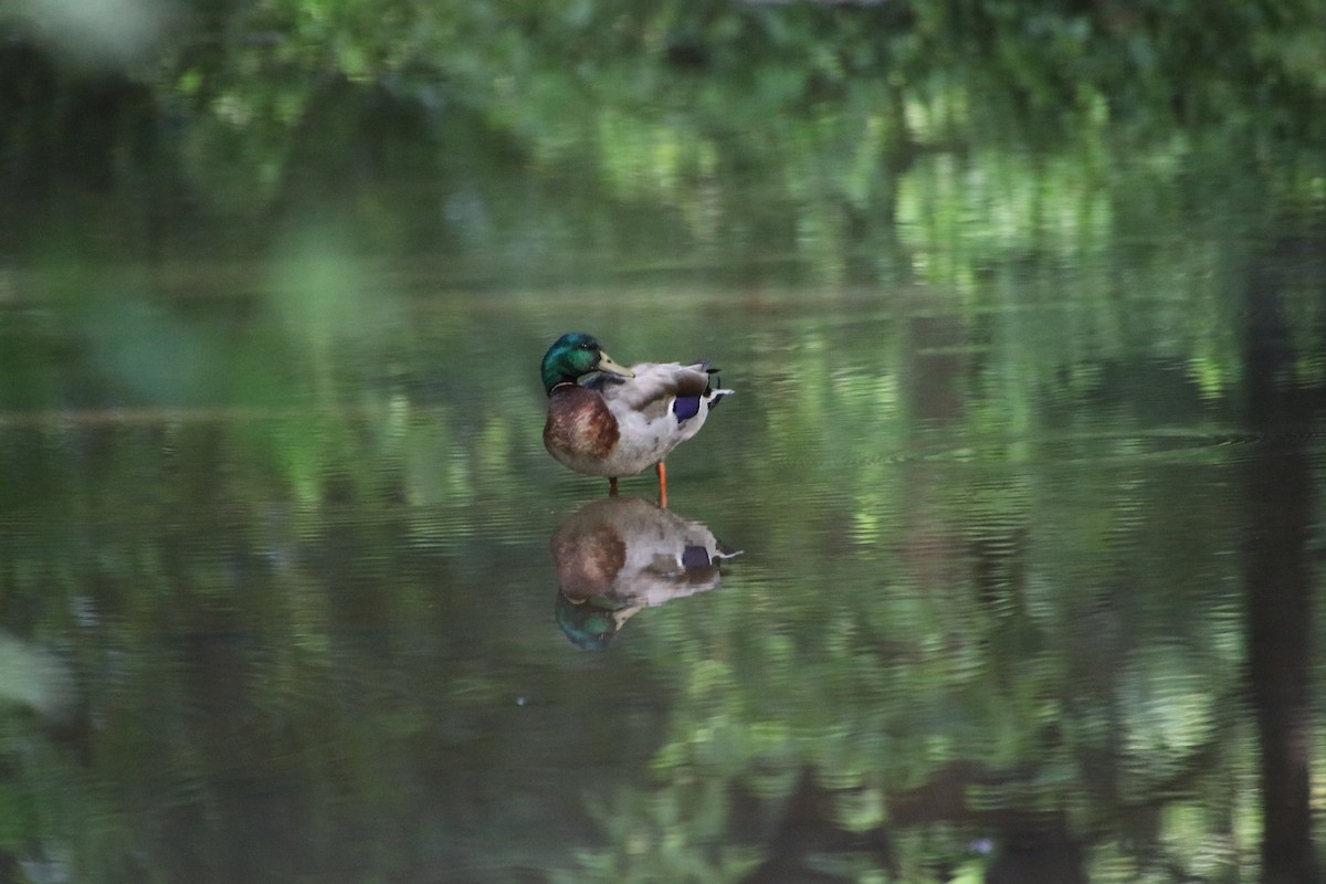 Mallard - Betty Thomas