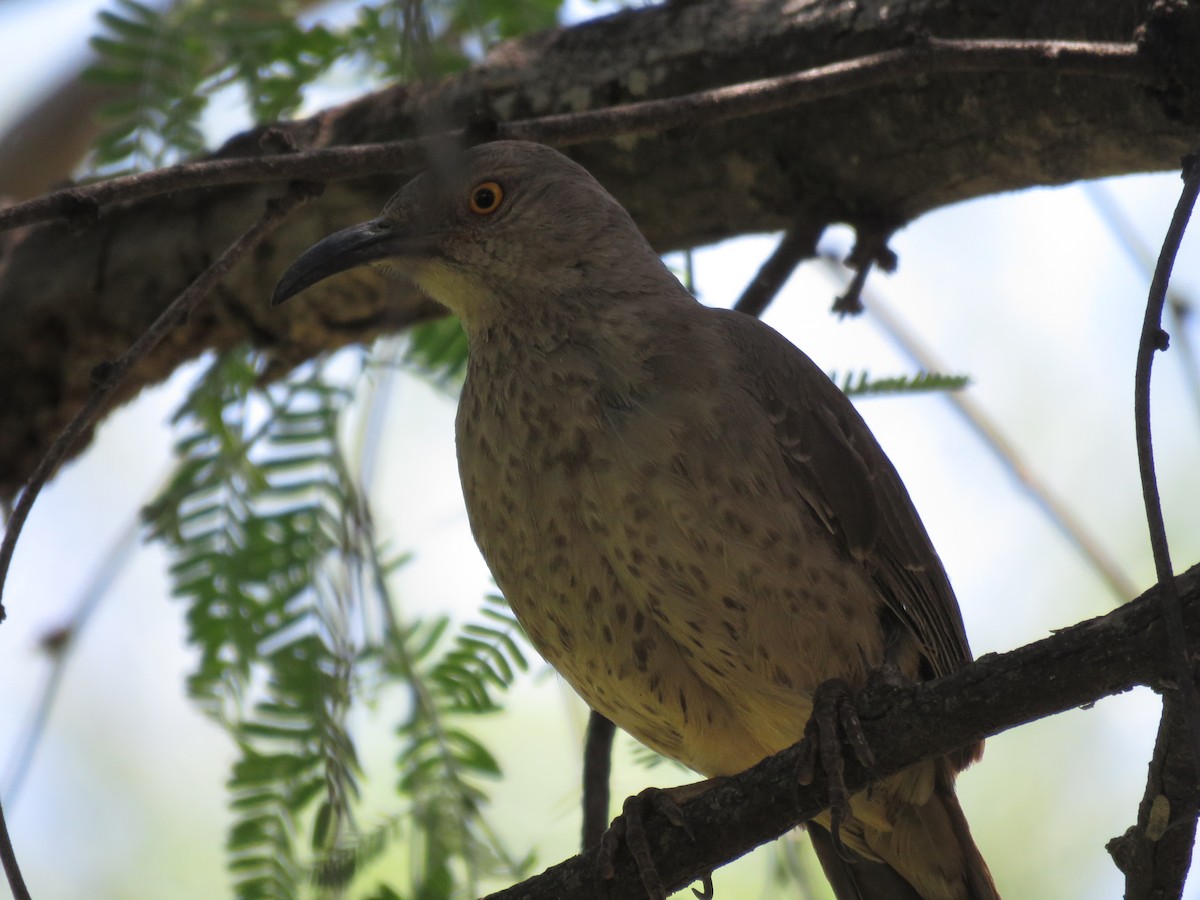 Curve-billed Thrasher - Anonymous