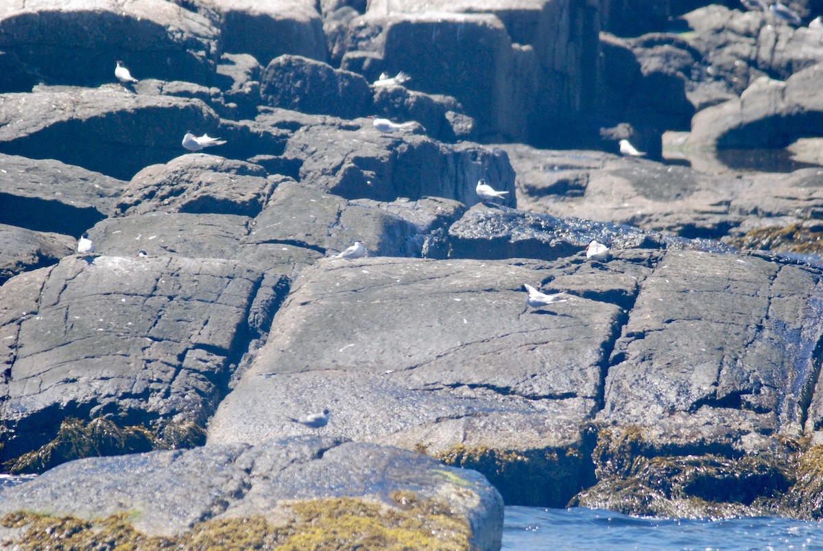 Common Tern - Sebastian Martinson