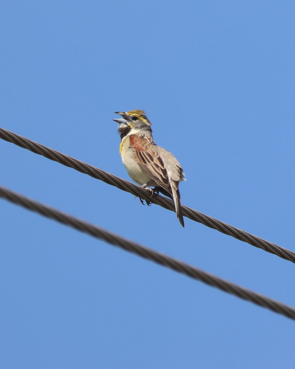 Dickcissel - Rick Kittinger