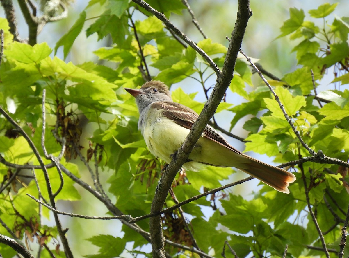 Great Crested Flycatcher - ML619597236