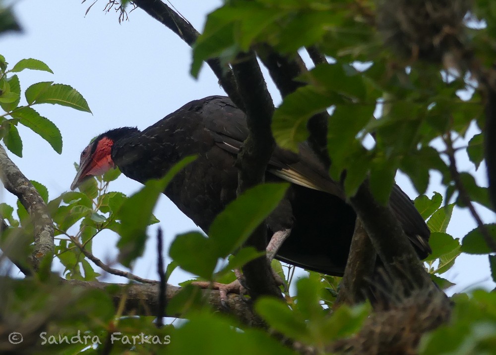 White-winged Guan - Sandra Farkas