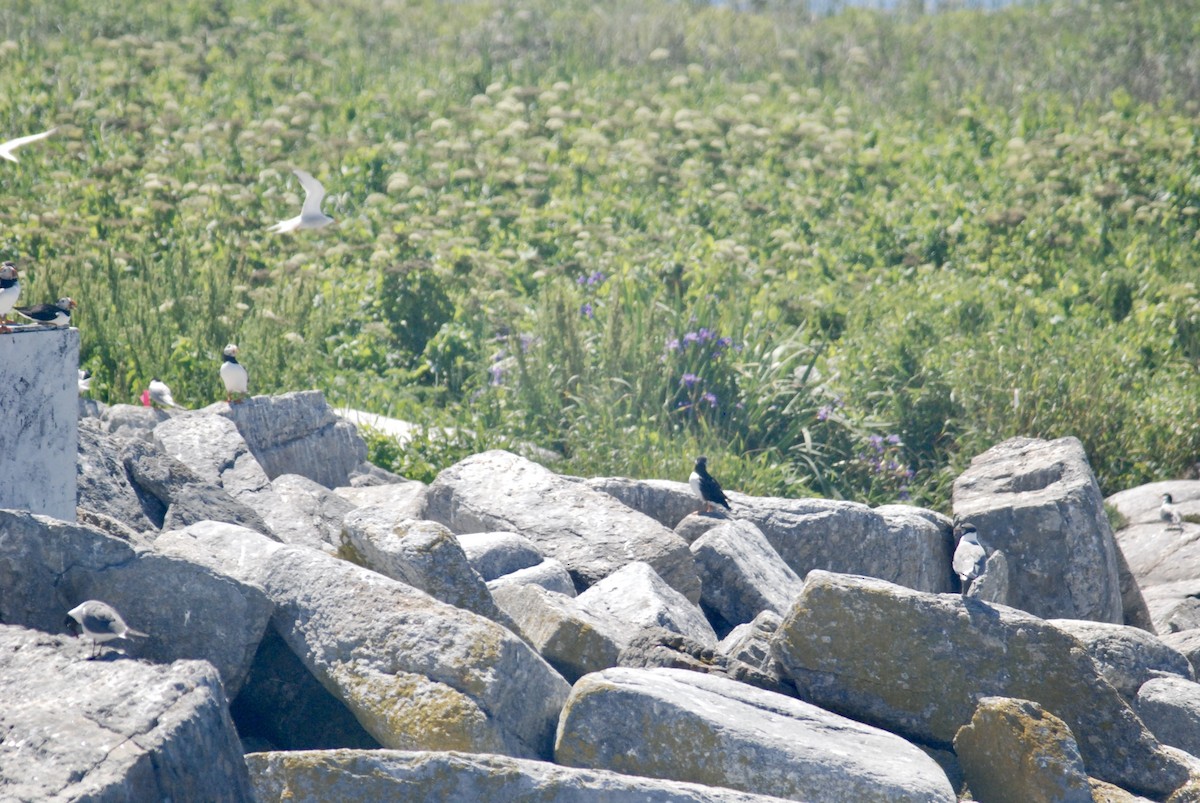 Atlantic Puffin - Sebastian Martinson