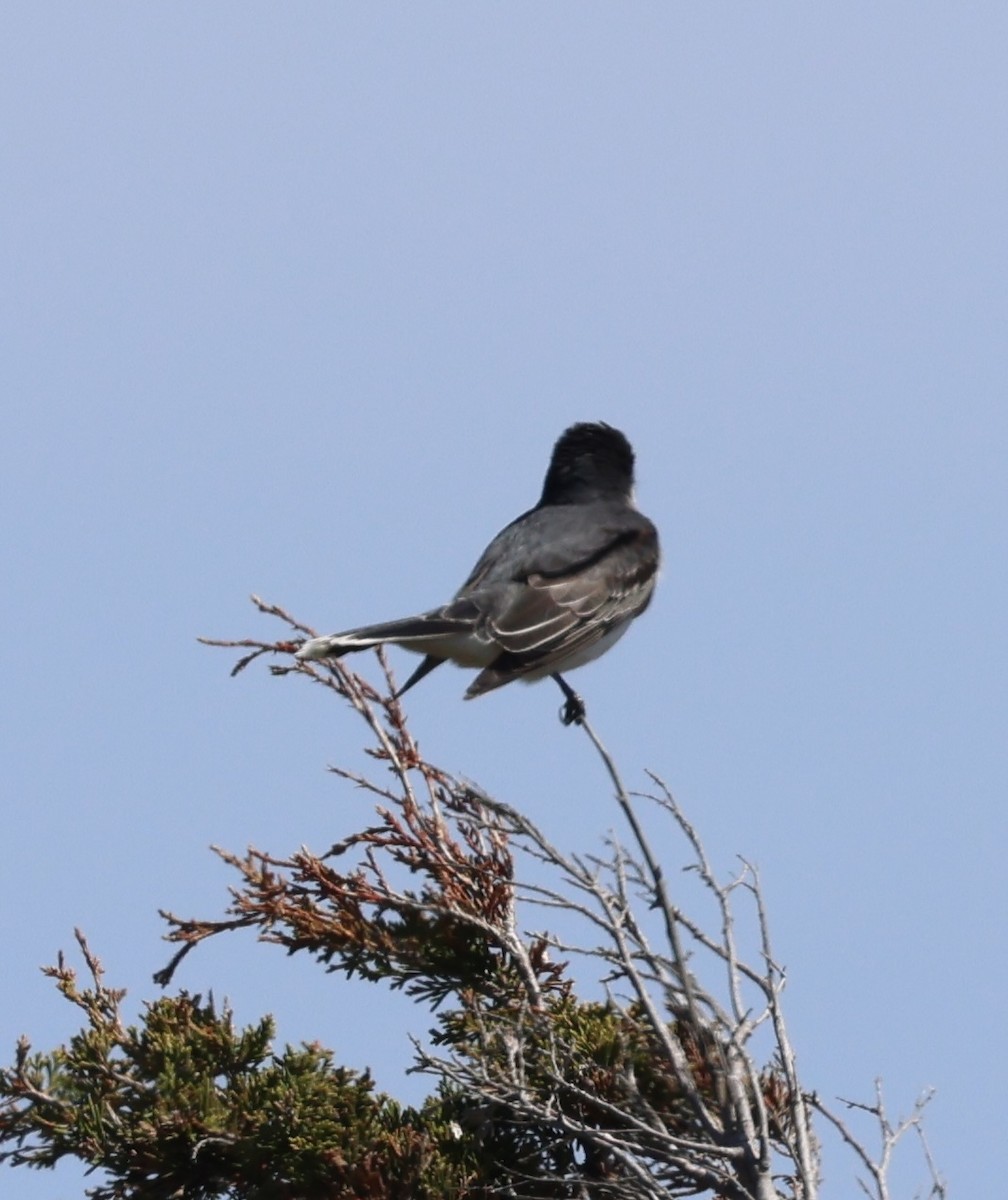 Eastern Kingbird - burton balkind