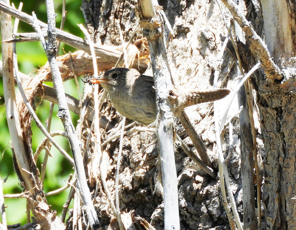 House Wren - Becky Kitto