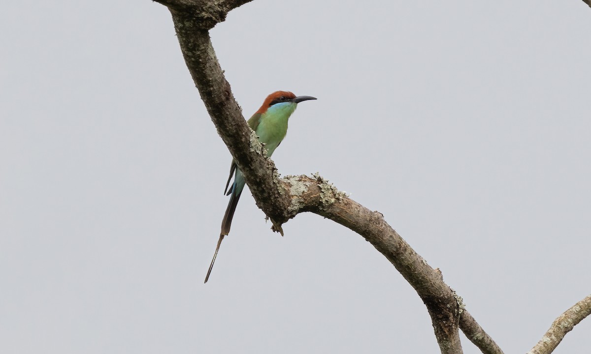 Rufous-crowned Bee-eater - Paul Fenwick