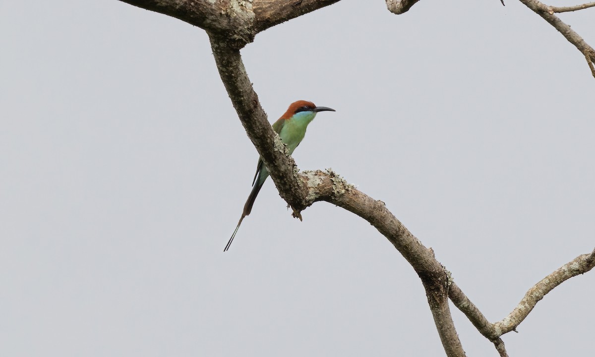 Rufous-crowned Bee-eater - Paul Fenwick