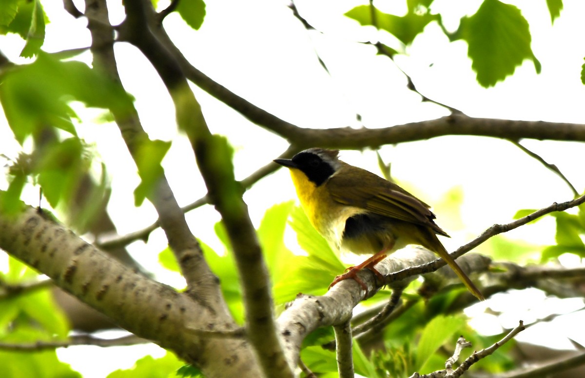 Common Yellowthroat - Monique Maynard