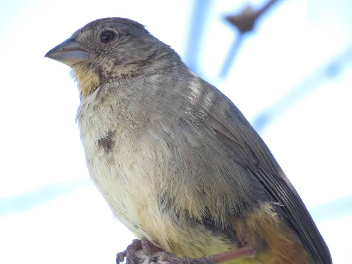 Canyon Towhee - Anonymous