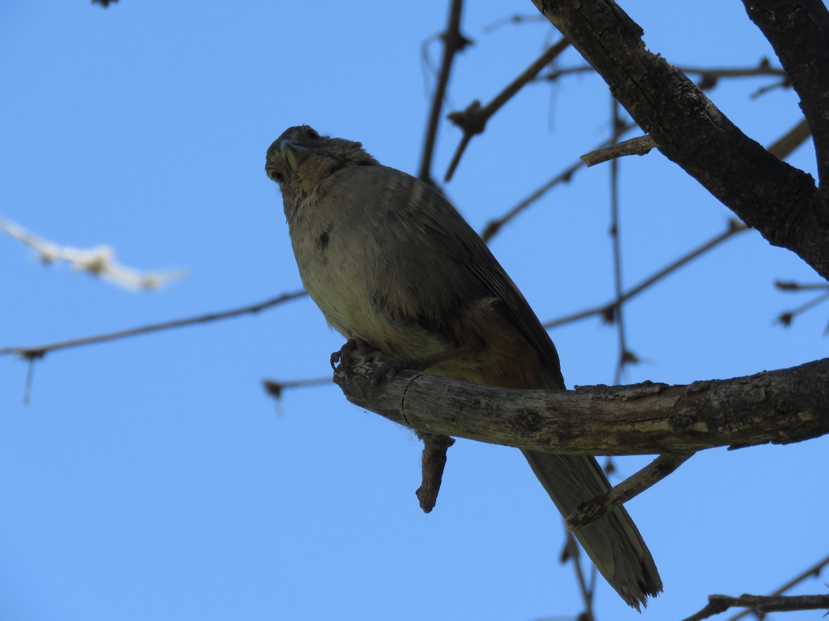 Canyon Towhee - Anonymous