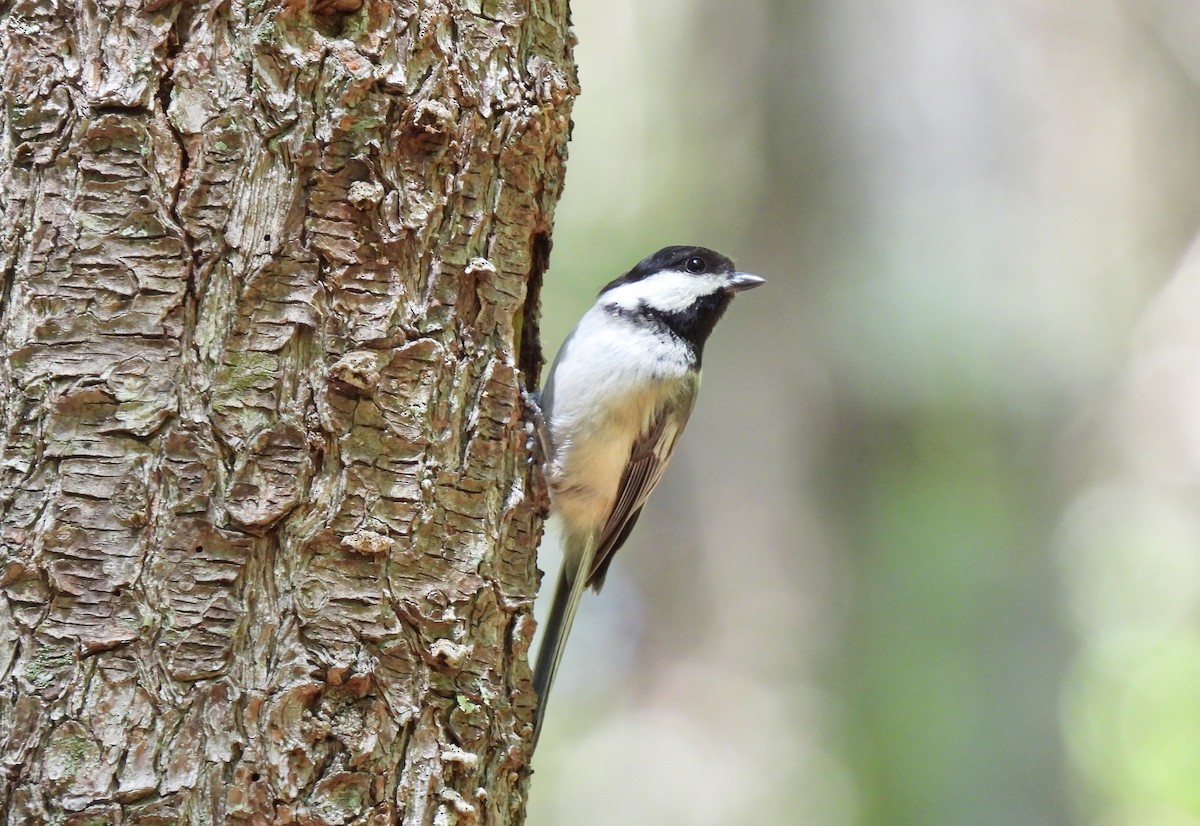 Black-capped Chickadee - ML619597263