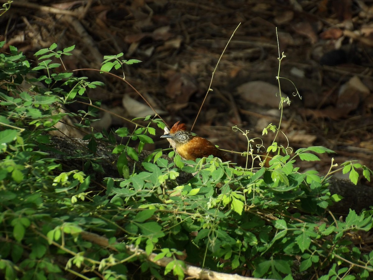 Barred Antshrike - Samantha Jean