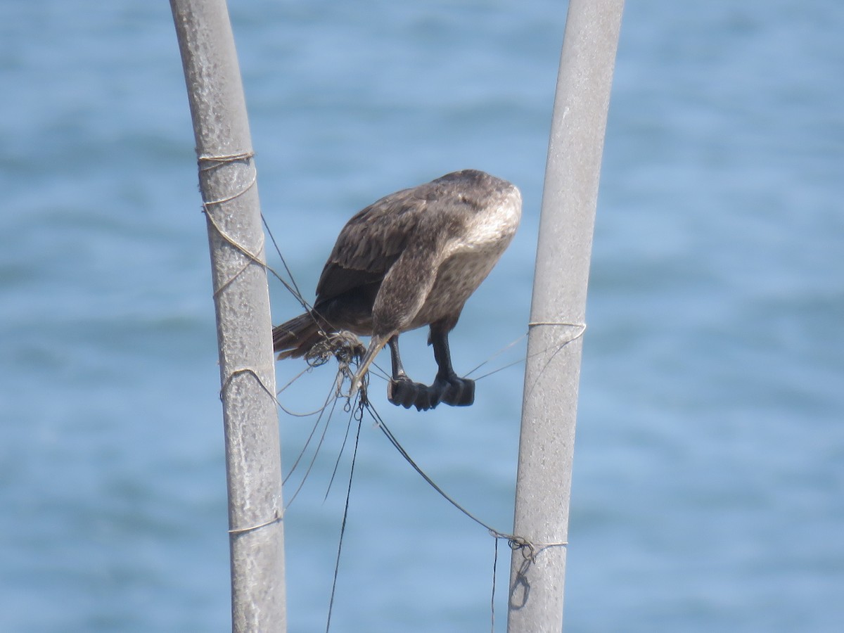 Neotropic Cormorant - Ron Batie