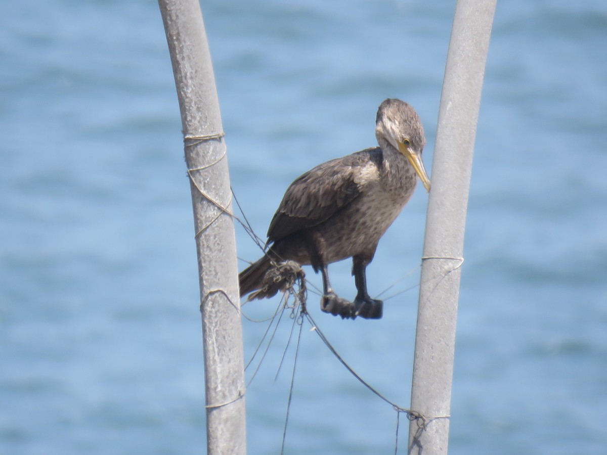 Neotropic Cormorant - ML619597273