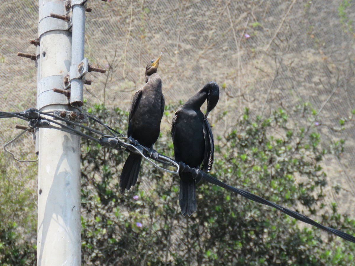 Neotropic Cormorant - Ron Batie