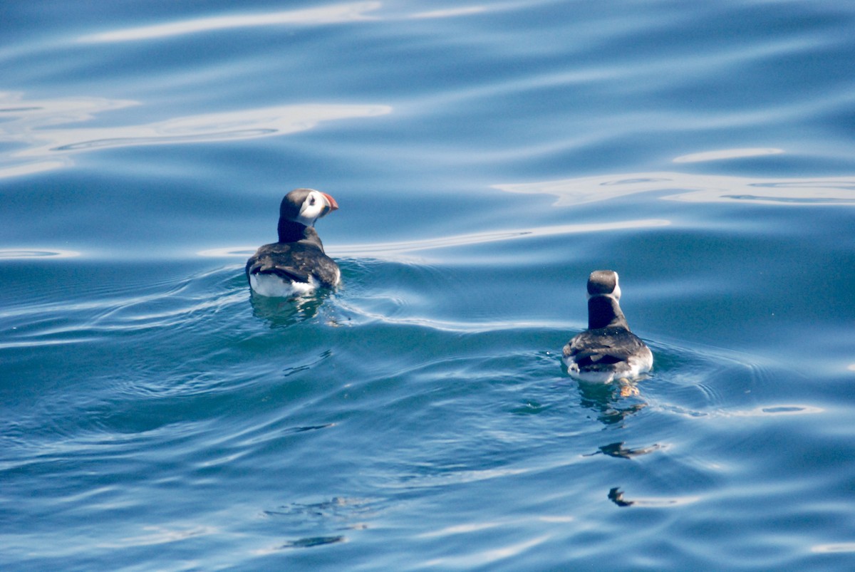 Atlantic Puffin - Sebastian Martinson