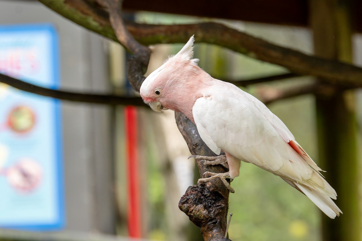 Galah - Balaji P B