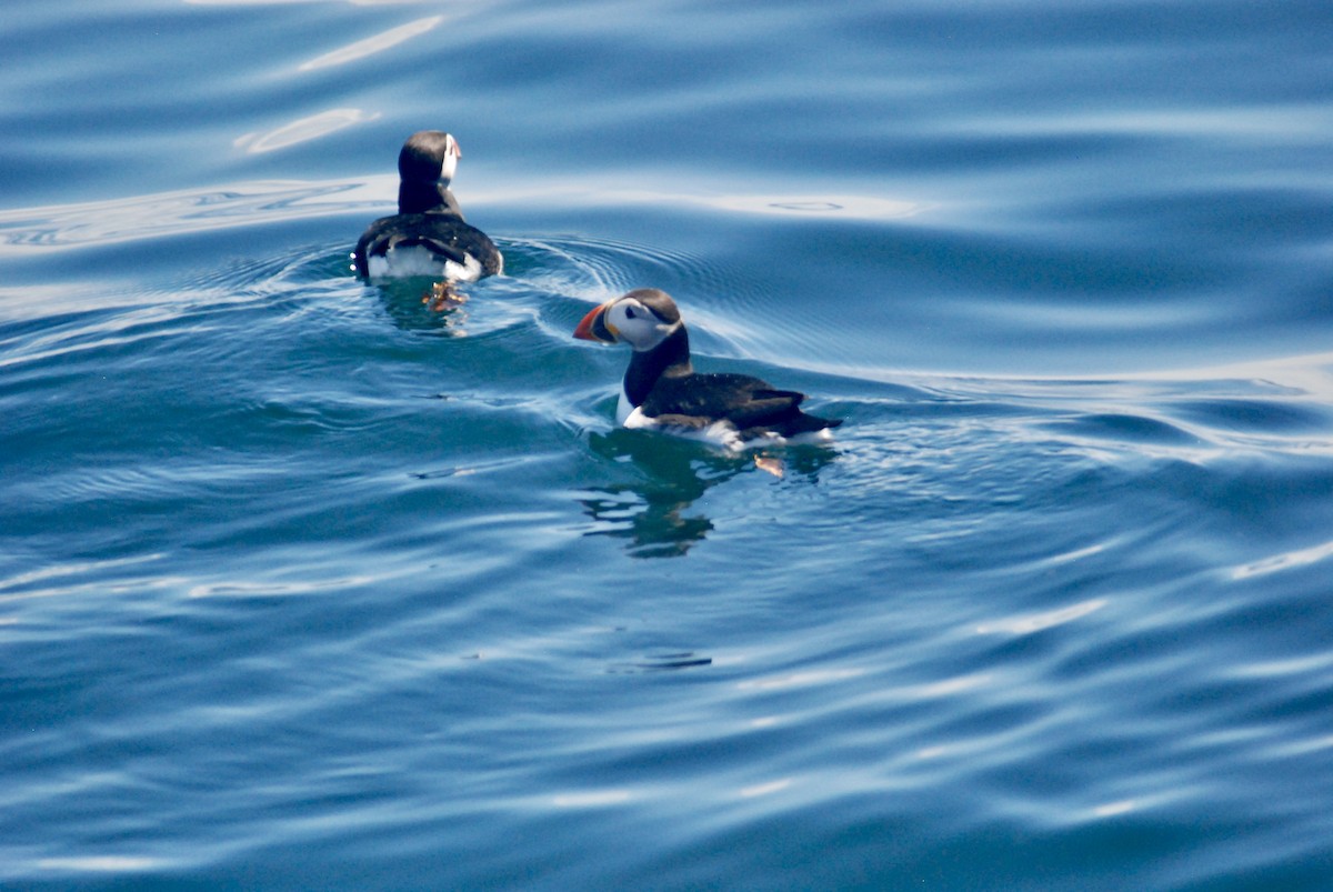 Atlantic Puffin - Sebastian Martinson