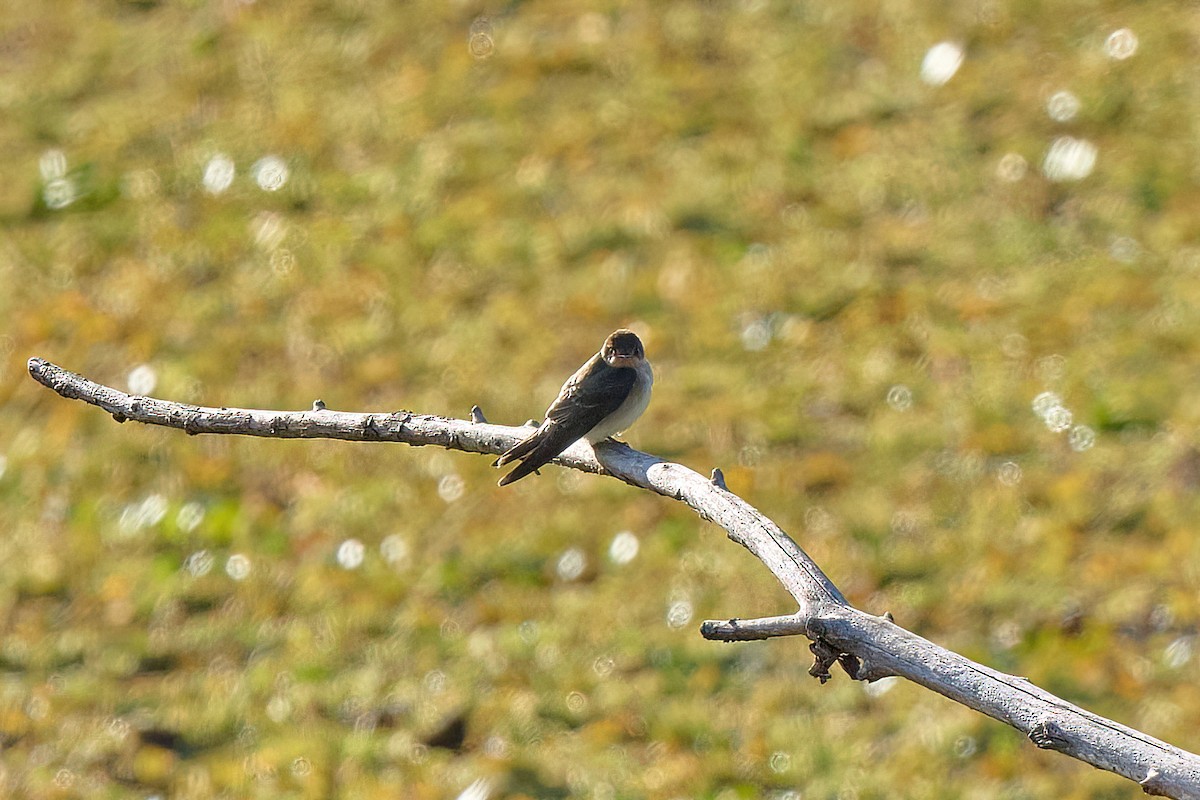Southern Rough-winged Swallow - Leonardo Guinez