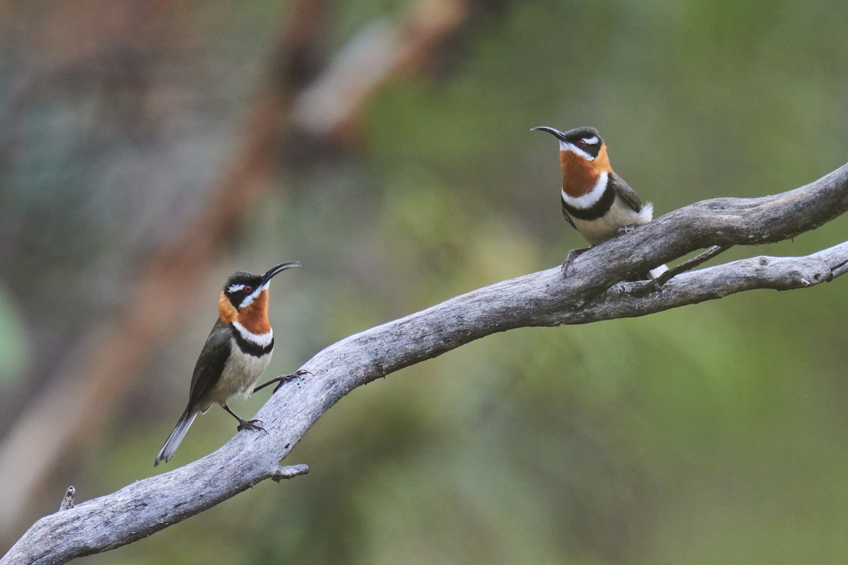 Western Spinebill - ML619597284