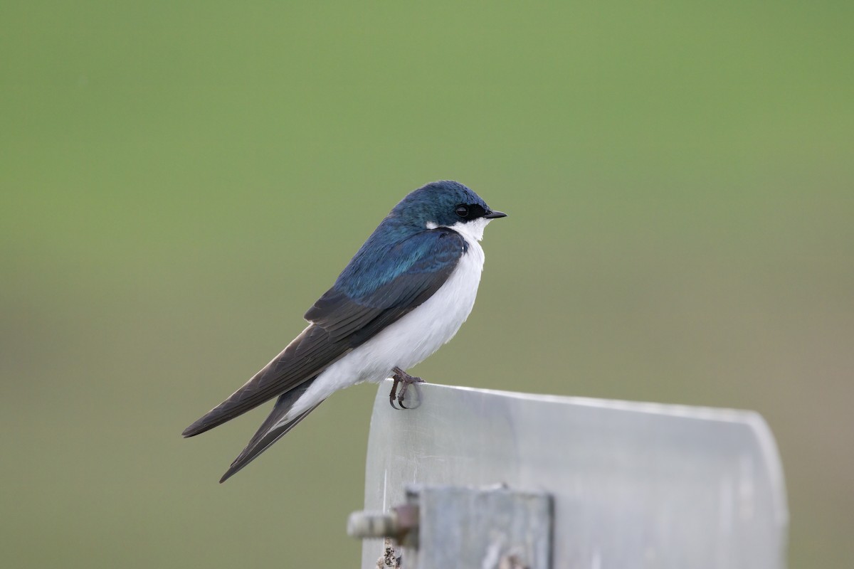 Tree Swallow - ML619597286