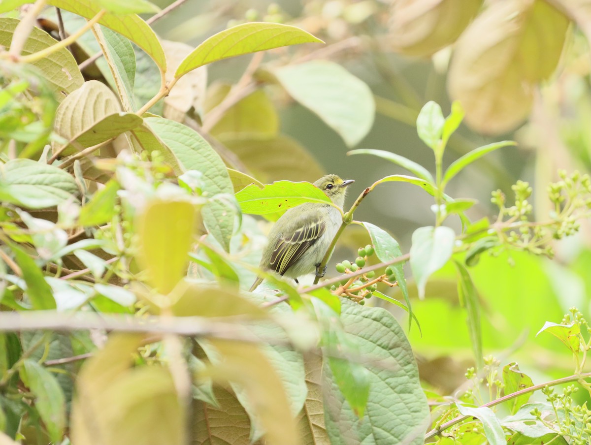 Golden-faced Tyrannulet - Diomedez Perez