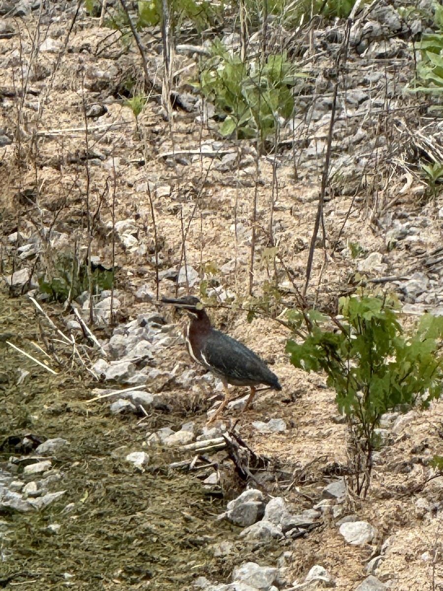 Green Heron - ML619597291