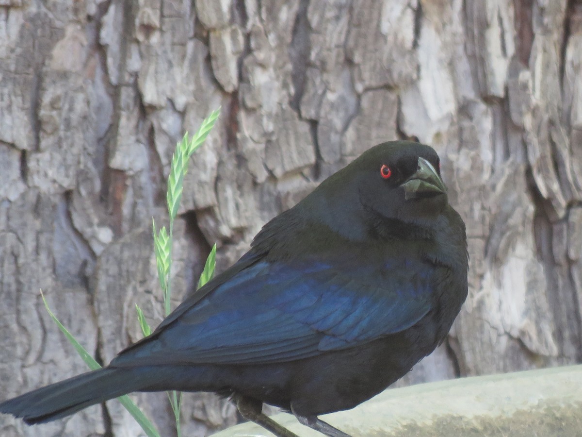 Bronzed Cowbird - Anonymous