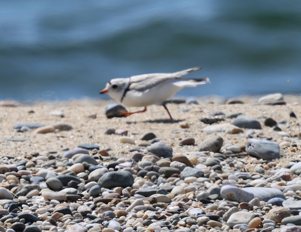 Piping Plover - burton balkind