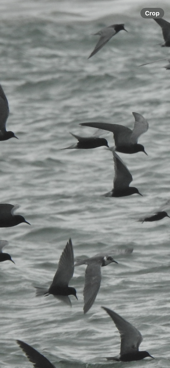 Black Tern - ML619597299