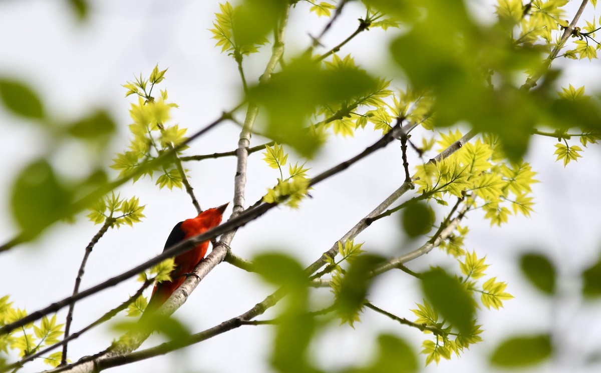 Scarlet Tanager - Monique Maynard